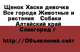 Щенок Хаски девочка - Все города Животные и растения » Собаки   . Алтайский край,Славгород г.